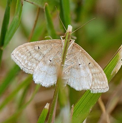 Réf. 259 987 : Idaea macilentaria